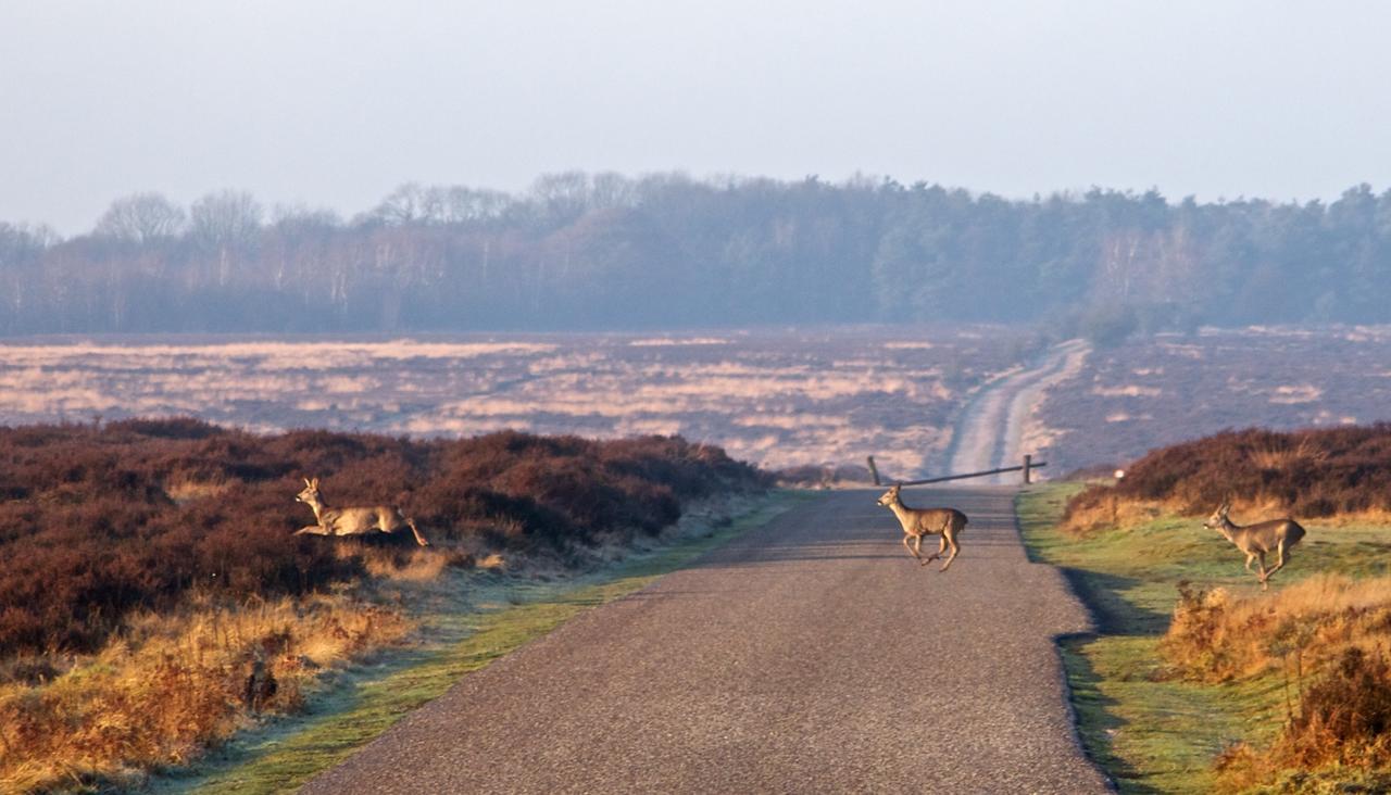 Postillion Amersfoort Veluwemeer Putten Dış mekan fotoğraf